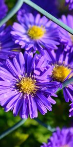 Aster,Flores,Púrpura,Violeta