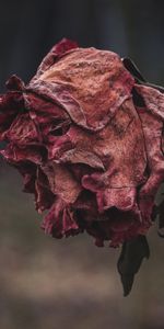 Flowers,Autumn,Rose,Dried,Wrinkled,Rose Flower