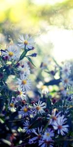 Flowers,Autumn,Sentyabrins,Septabrina,Glare