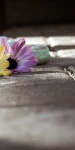 Flowers,Background