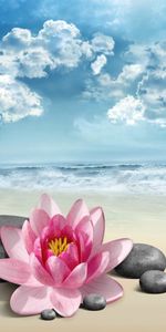 Flowers,Background,Beach