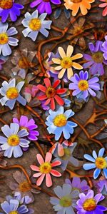 Flowers,Background,Pictures