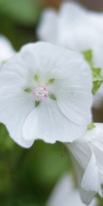 Flowers,Background,Plant,Macro,Light,Light Coloured