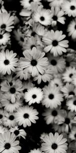 Flowers,Background,Plants