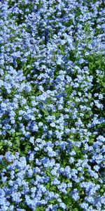 Flowers,Background,Plants