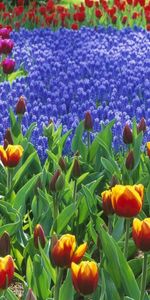 Fleurs,Contexte,Tulipes,Plantes