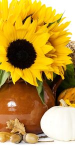 Flowers,Background,Still Life,Sunflowers