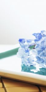 Flowers,Background,Stones,Still Life