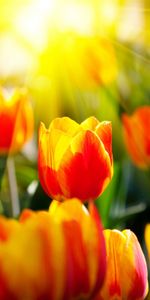 Flowers,Background,Tulips