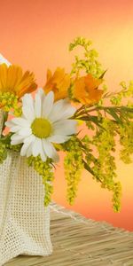 Flowers,Bag,Chamomile,Field,Camomile