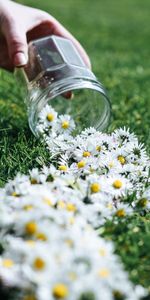 Flowers,Bank,Jar,Hand,Camomile