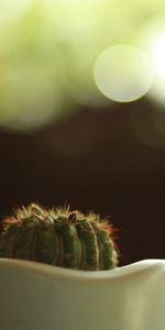 Épineux,Barbelé,Boquet,Marmite,Fermer,Bokeh,Pot,Gros Plan,Fleurs,Cactus