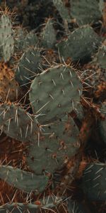 Flowers,Barbed,Spiny,Cactus,Succulent,Plant