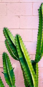 Flowers,Barbed,Spiny,Cactus,Succulent,Wall