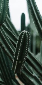 Barbelé,Épineux,Planter,Succulent,Plante,Fleurs,Cactus