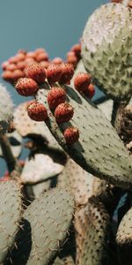 Planter,Épineux,Barbelé,Succulent,Fleurs,Plante,Cactus