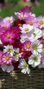 Flowers,Basket,Kosmeya,Cosmos,Sharpness