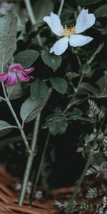 Flowers,Basket,Leaves