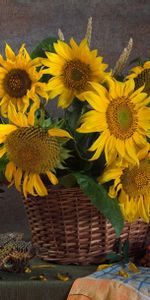 Fleurs,Maïs,Graines,Graines De Tournesol,Panier,Sorbier Des Oiseleurs,Tournesols,Still Life