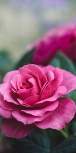 Flowers,Beautiful,Flower,Rose,Close Up,Pink,Rose Flower,Romance