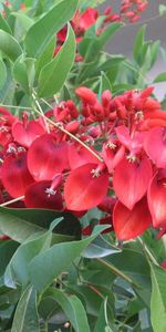 Flowers,Beauty,Branches,Greens,Bright