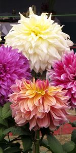 Flowers,Beauty,Greens,Dahlias,Different