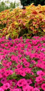 Flowers,Beauty,Greens,Flowerbed,Flower Bed,Petunia