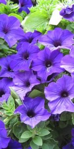 Lilas,Légumes Verts,Pétunia,Verdure,Fleurs,Beauté