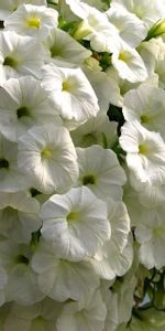 Pétunia,Fermer,Blanc Comme Neige,Gros Plan,Blanche Neige,Fleurs,Beauté