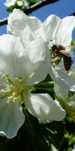 Flowers,Bee,Apple Tree,Kharkov,May,Macro