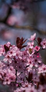 Flores,Pétalos,Abeja,Primavera