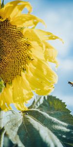 Flowers,Bees,Flower,Macro,Sunflower,Petals