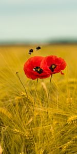 Flowers,Bees,Poppies,Ears,Spikes,Wildflowers