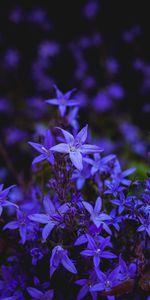 Cloche,Fleur,Fleurs,Floraison