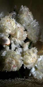 Flowers,Berry,Tablecloth,Strawberry,Peonies,Umbrella