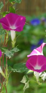 Flowers,Bindweed,Blur,Smooth,Greens,Morning Glory,Ipme