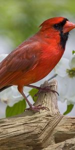 Animales,Flores,Pájaro,Rama,Cardenal