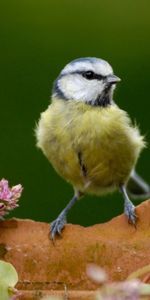 Flowers,Bird,Branch,Tit,Titica,Animals