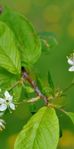 Flowers,Bird Cherry,Flowering,Leaves,Bloom