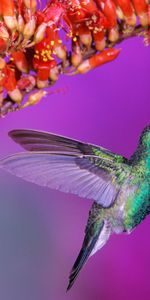 Flowers,Bird,Flight,Speed,Sweep,Animals,Humming Birds,Wings,Wave