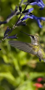 Animales,Flores,Pájaro,Vuelo,Ola,Barrer,Alas,Colibríes