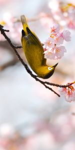 Flowers,Bird,Flowering,Branch,Animals,Bloom