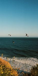 Flowers,Birds,Sea,Nature,Seagulls,Waves