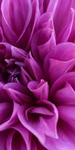 Flowers,Bloom,Dahlia,Flower,Petals,Flowering,Violet,Purple