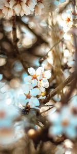 Flores,Florecer,Floración,Rama,Primavera,Bokeh,Boquet