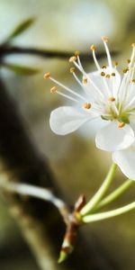 Branche,Trio,Blanc Comme Neige,Fleurs,Floraison,Source,Printemps