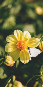 Fleurs,Papillon,Floraison