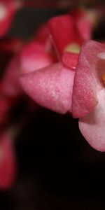 Fleurs,Macro,Source,Coloré,Floraison,Printemps