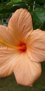 Flowers,Bloom,Flowering,Greens,Pot,Hibiscus