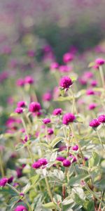 Flowers,Bloom,Flowering,Leaves,Clover